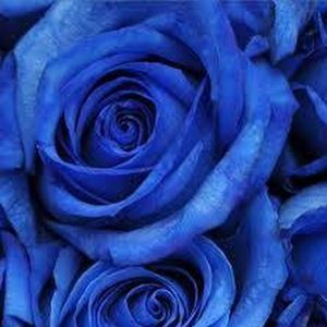 Meet your Posher, Annabella